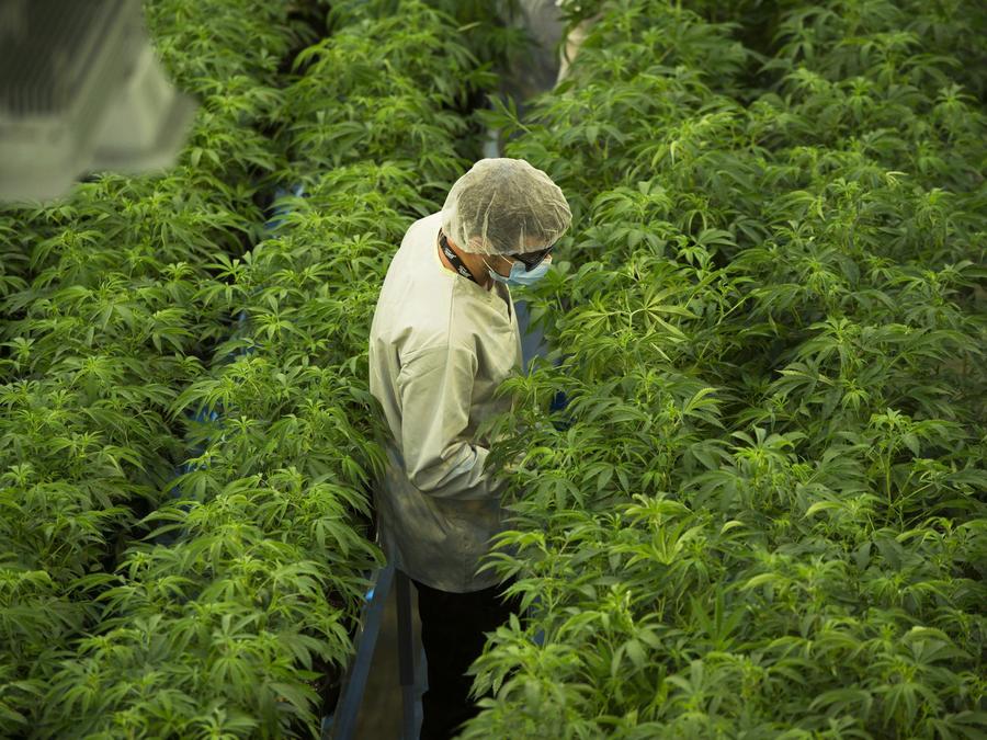Staff work in a cannabis grow room at Canopy Growth's Tweed facility in Smiths Falls, Ont., Aug. 23, 2018. Sean Kilpatrick/The Canadian Press